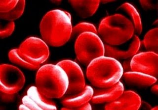 sel darah.jpg